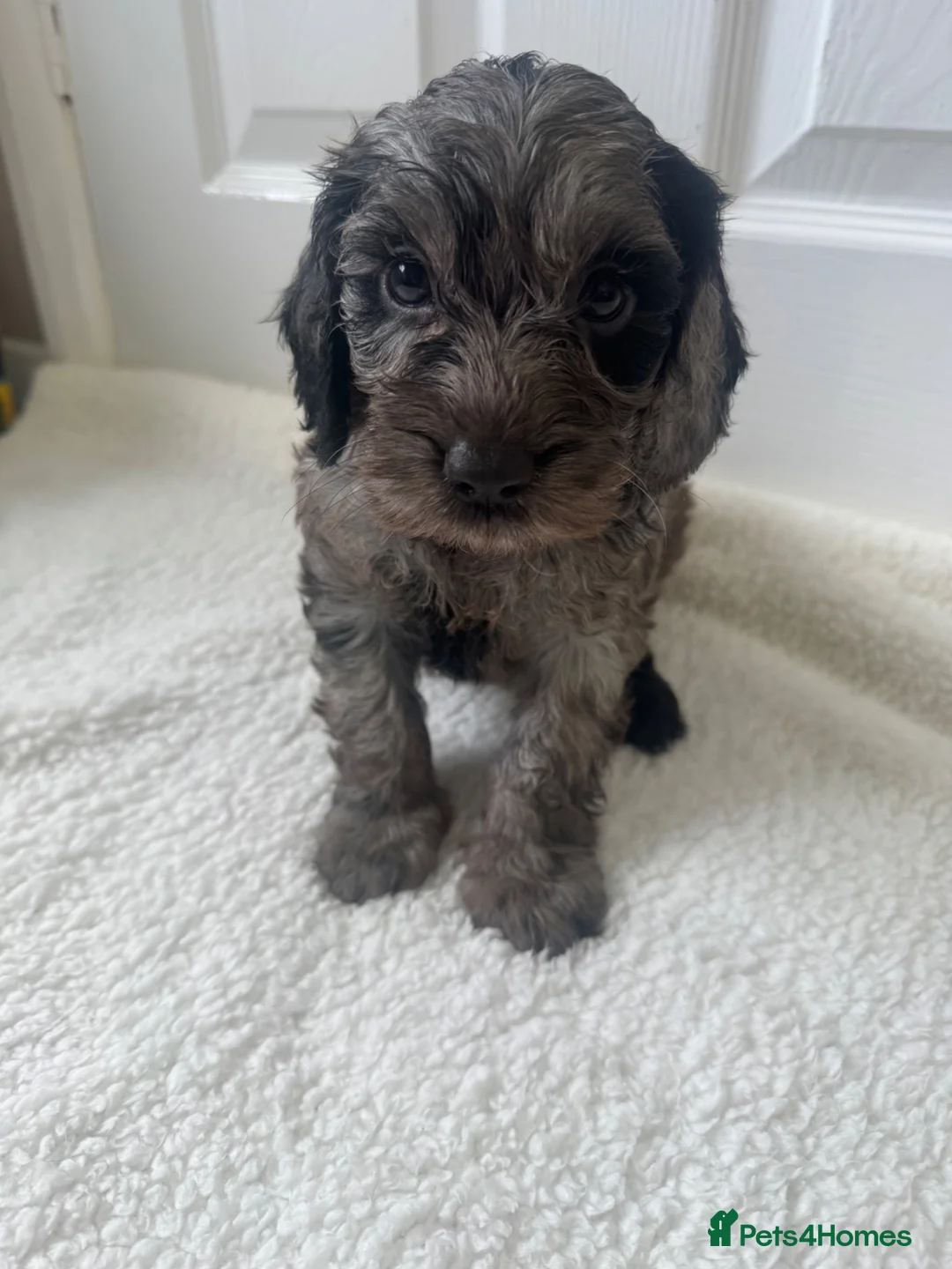 Cockapoo dogs for sale: Cockapoo puppies - Advert 1