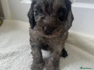 Cockapoo dogs Cockapoo puppies - Advert 2