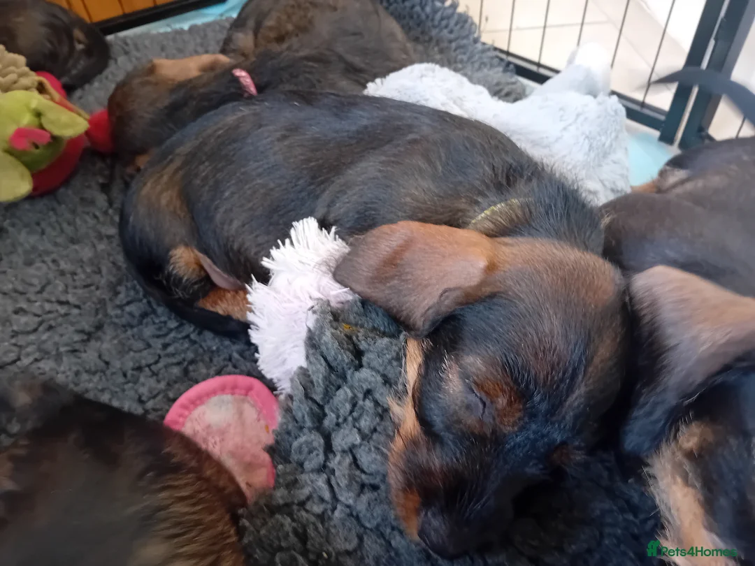 Dachshund dogs for sale: Standard Wirehaired Dachshunds  in Whitchurch - Advert 3