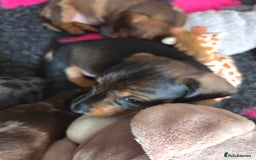 Dachshund dogs for sale: Beautiful pups born to our much loved girl Ruby  - Image 8