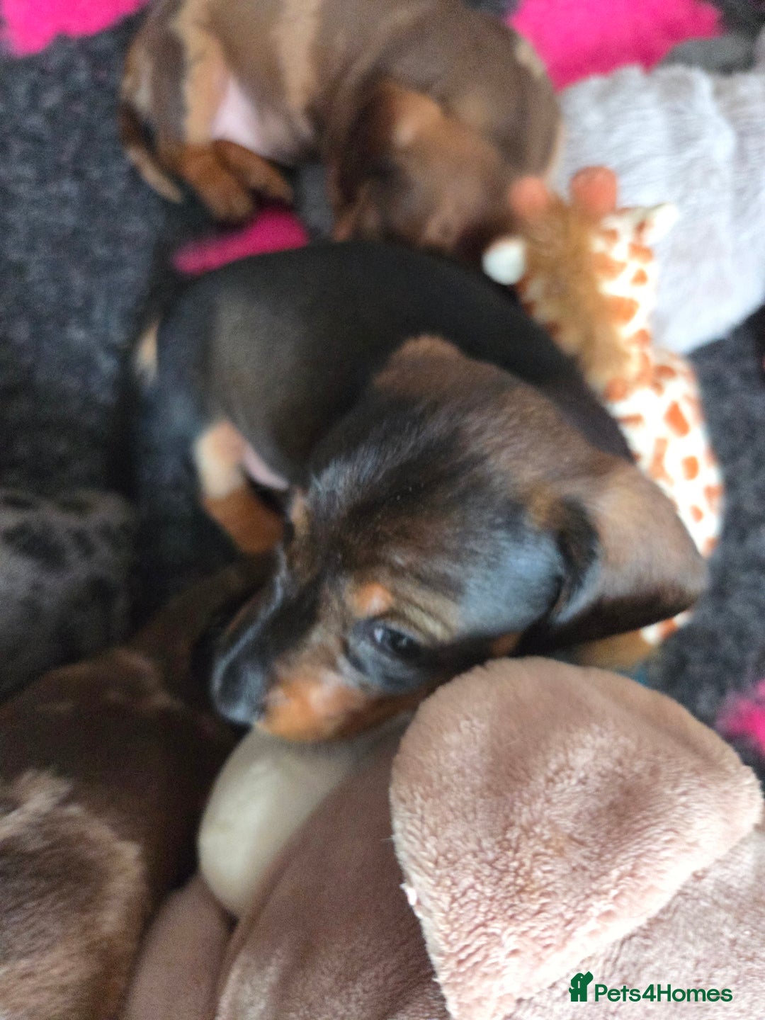 Dachshund dogs for sale: Beautiful pups born to our much loved girl Ruby  - Image 8