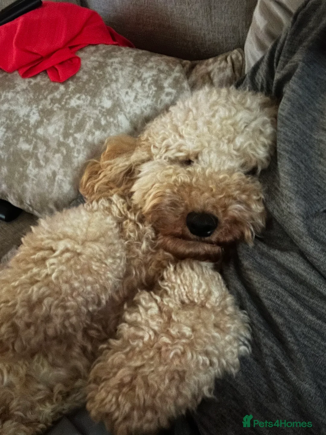 Cockapoo dogs for sale: Cockapoo for sale  in Liverpool - Advert 6