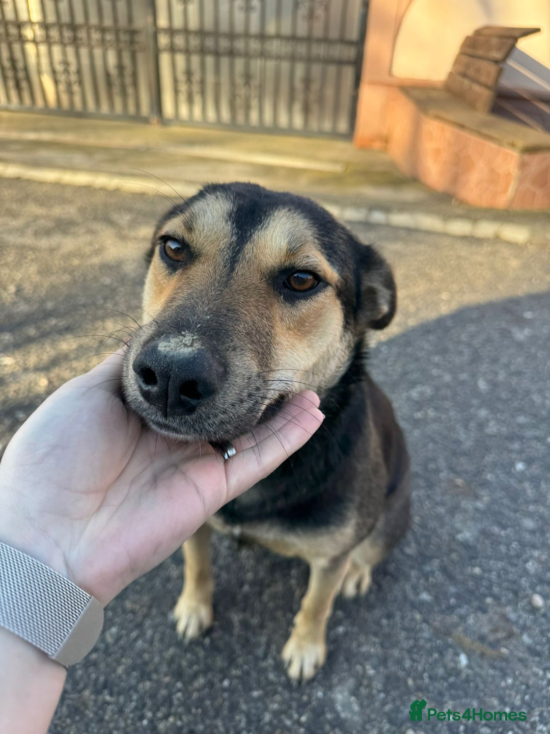 Mixed Breed dogs for adoption: 🐾 Meet LUPA – Your Loyal Shadow in the Making 💛 - Advert 1