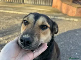 Mixed Breed dogs 🐾 Meet LUPA – Your Loyal Shadow in the Making 💛 - Advert 18