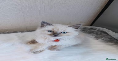 Ragdoll cats - Advert 6