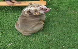 English Bulldog dogs for sale: Lilac and Tan English bulldog  - Image 5