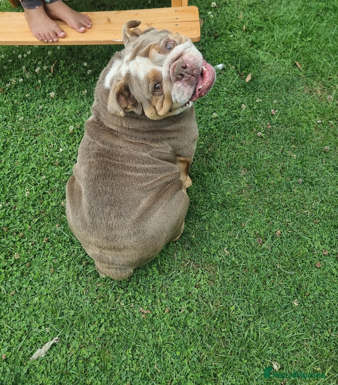 English Bulldog dogs for sale: Lilac and Tan English bulldog  - Image 5