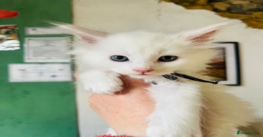 Maine Coon cats - Advert 10