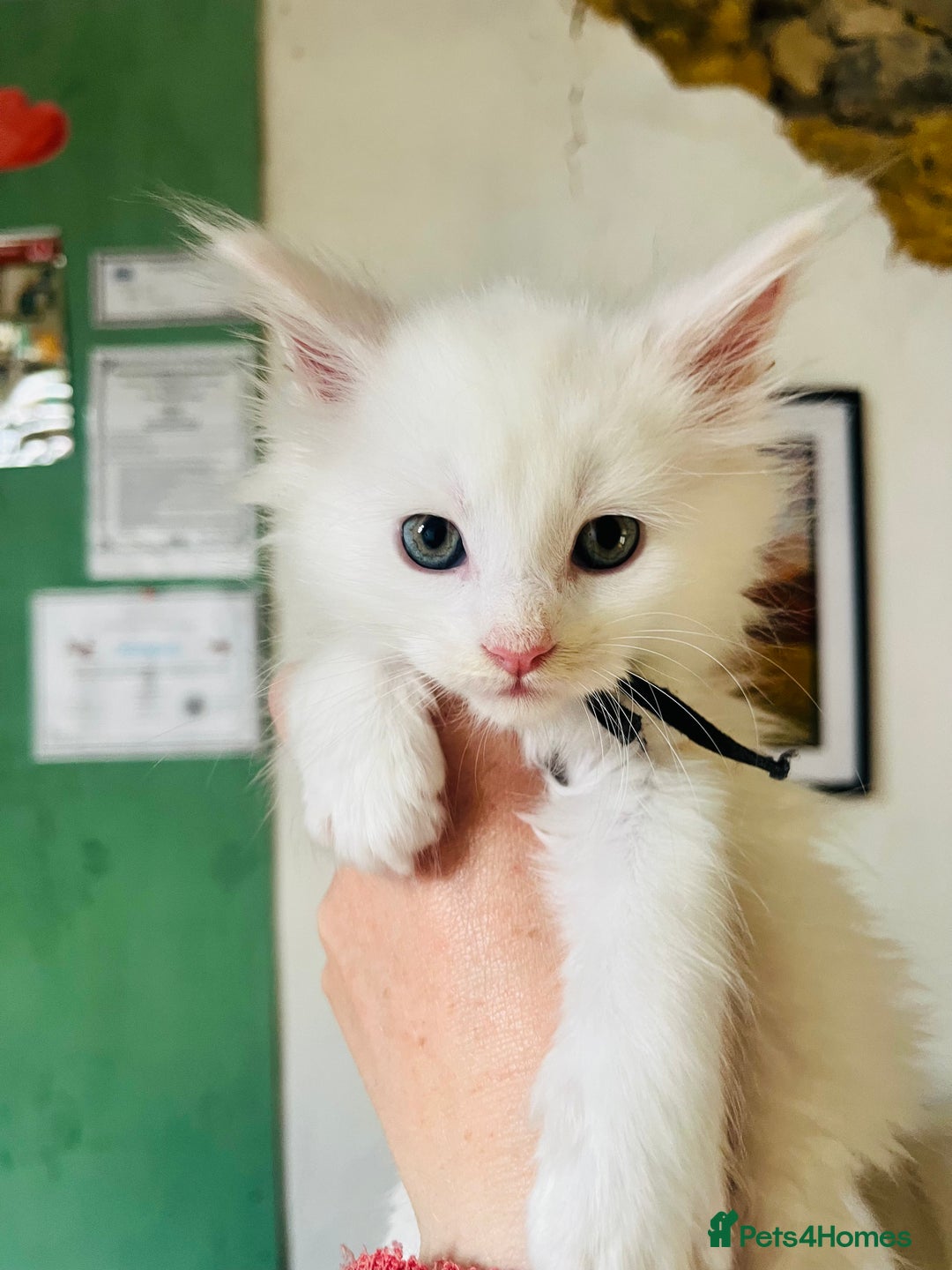 Maine Coon cats for sale: Stunning TICA registered Maine coon kittens  - Image 2