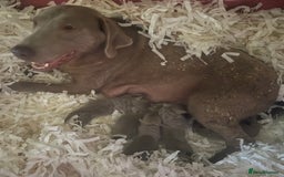 Labrador Retriever dogs for sale:  Stunning Silver Labradors Available  - Image 8