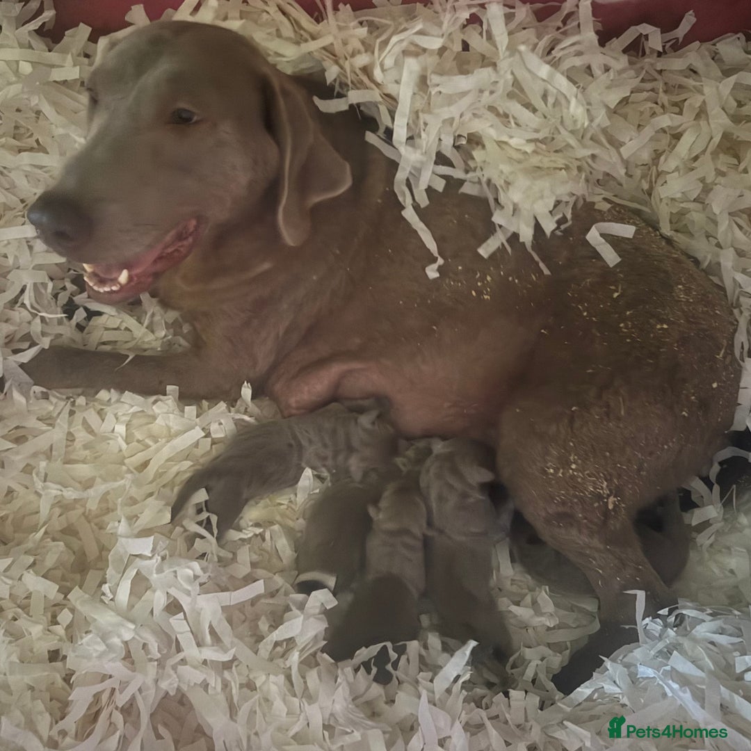 Labrador Retriever dogs for sale:  Stunning Silver Labradors Available  - Image 8