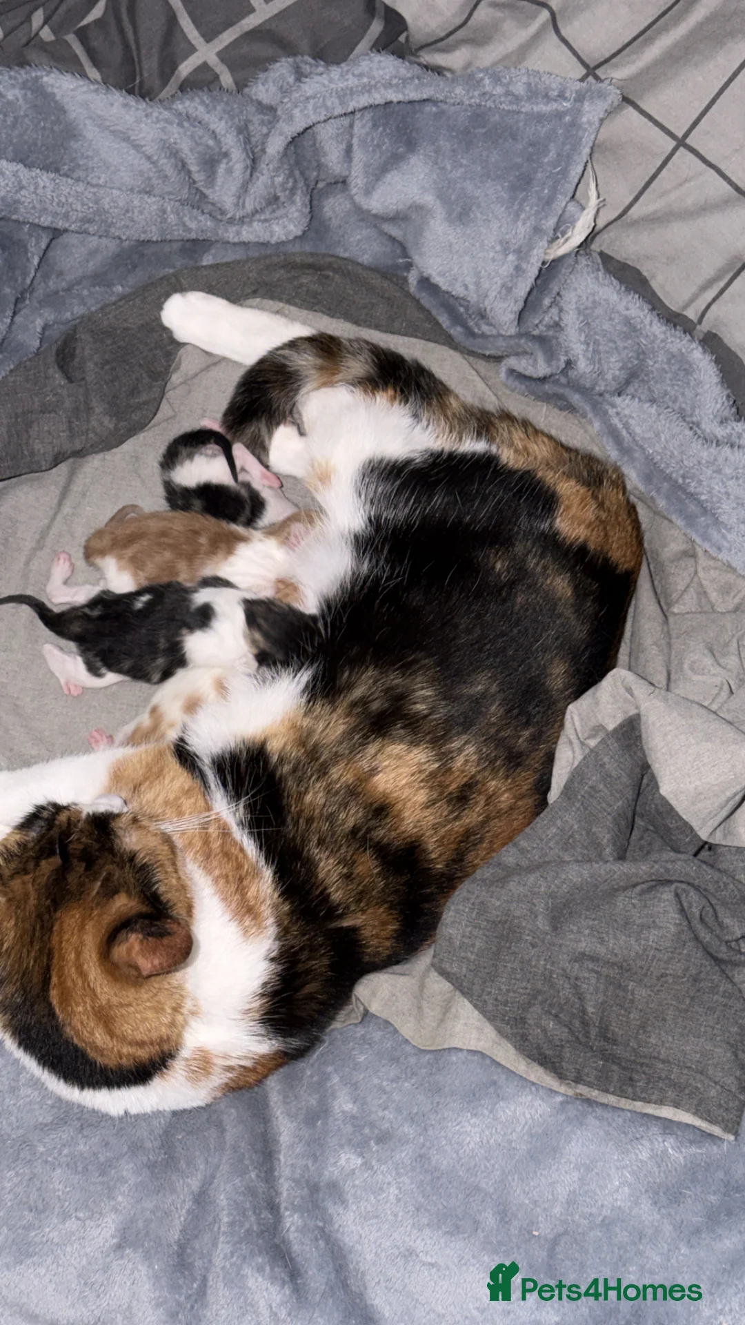 Mixed Breed cats for sale: 2 kittens for sale in Holywell - Advert 2