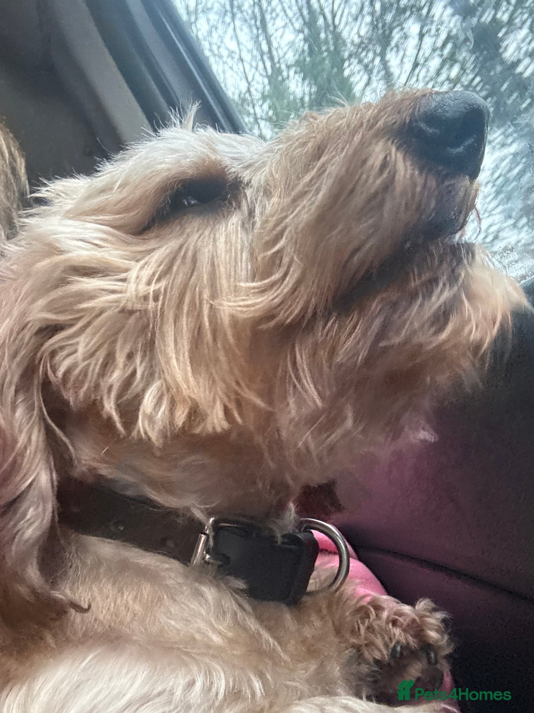 Miniature Dachshund dogs for sale: Dachshund wire haired - Advert 1