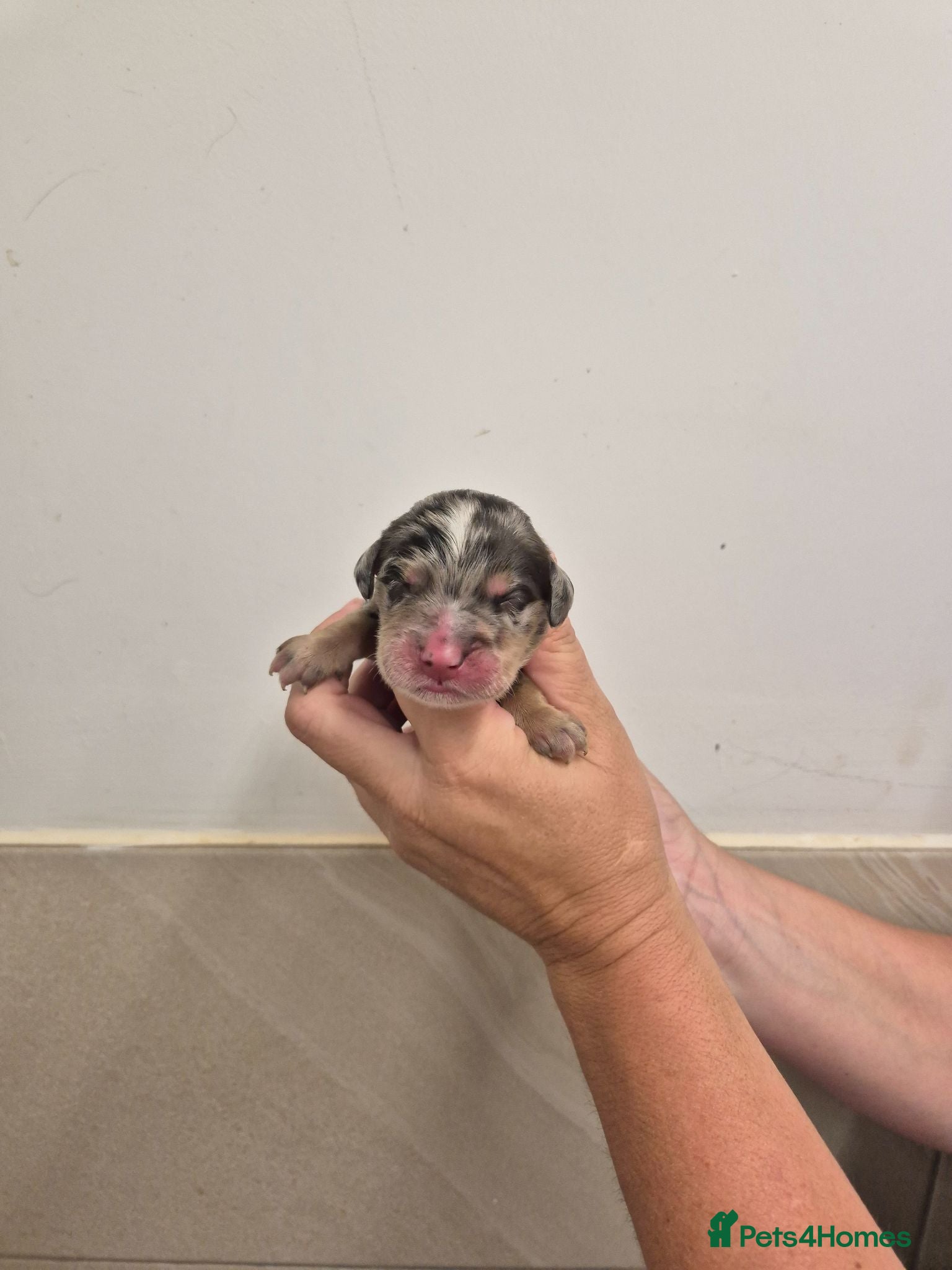 Mixed Breed dogs Dakota Sport Retriever (Special Colours) - Advert 2