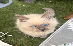 Ragdoll cats for sale: Beautiful ragdoll babies READY NOW - Image 6