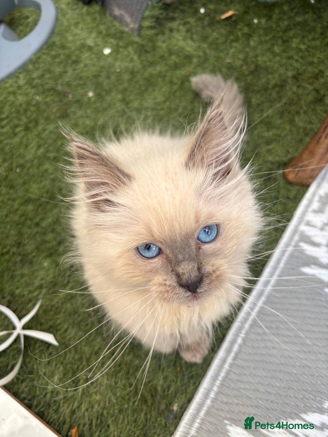 Ragdoll cats for sale: Beautiful ragdoll babies READY NOW - Image 6