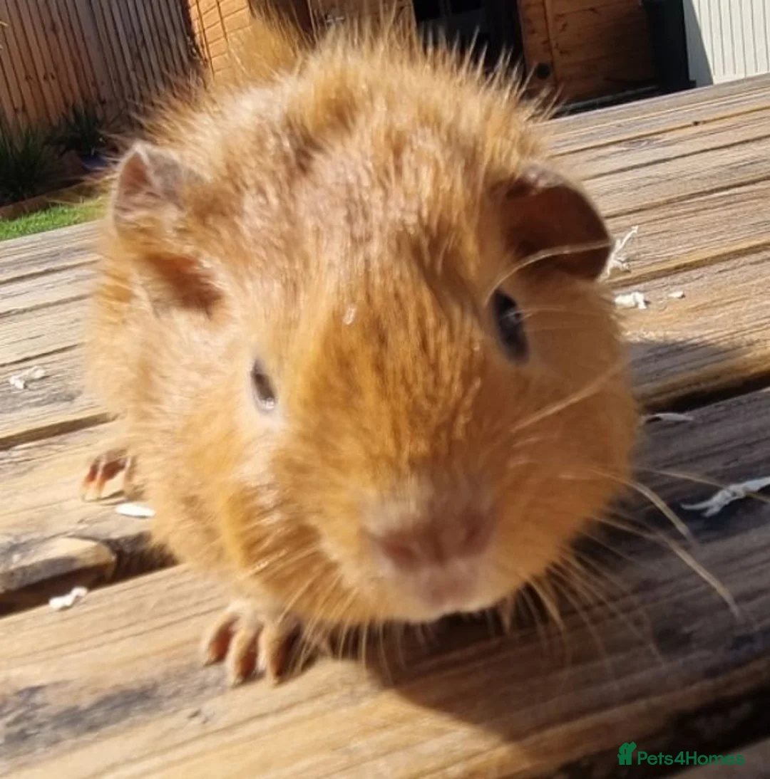 Guinea Pig rodents for sale: Beautiful Baby guinea pigs for sale  - Advert 16