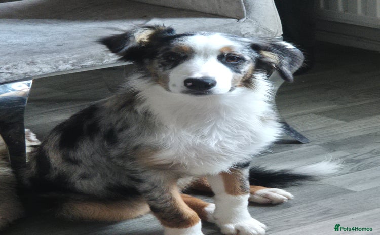 Border Collie dogs - Advert 1