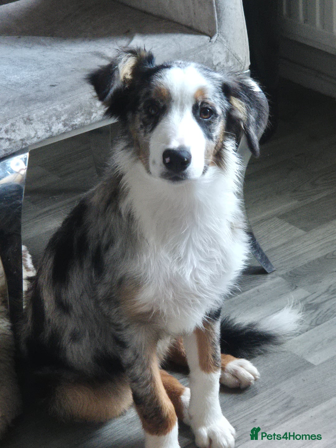 Border Collie dogs for sale: 6 month old border collie merle for sale - Image 1