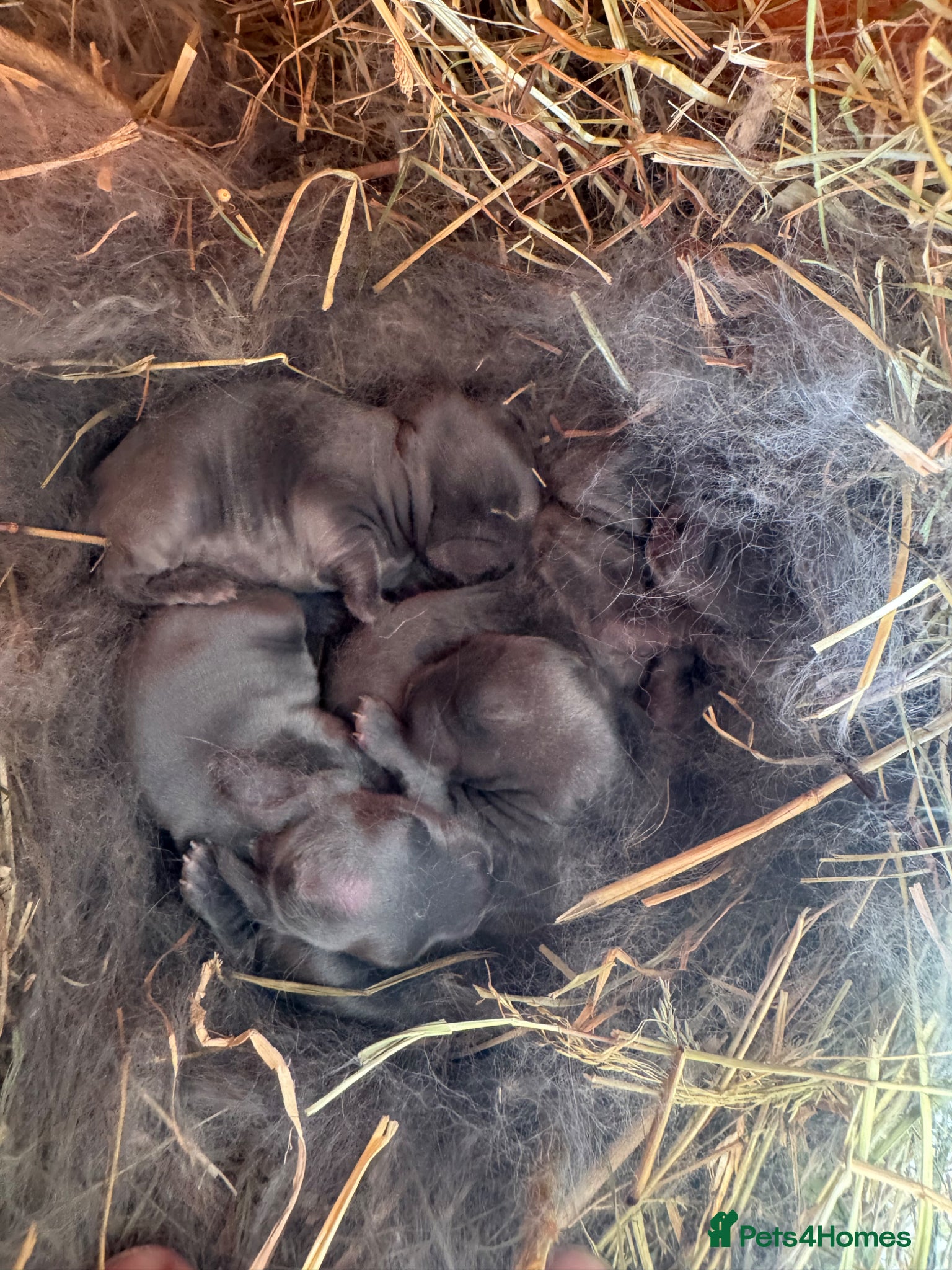 Mini Lop rabbits Mini Lop bunnies - Advert 12