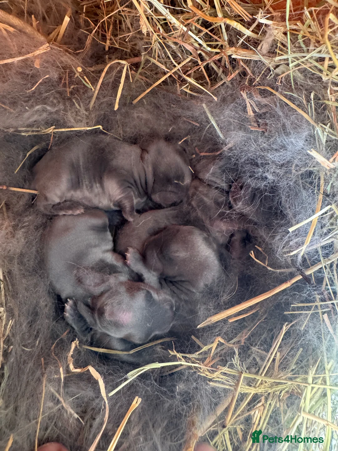 Mini Lop rabbits for sale: Mini Lop bunnies - Advert 1