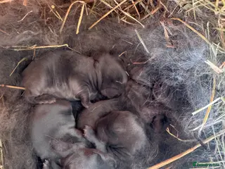 Mini Lop rabbits Mini Lop bunnies - Advert 12