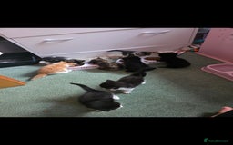 Mixed Breed cats for sale: Mixed breed kittens  - Image 1