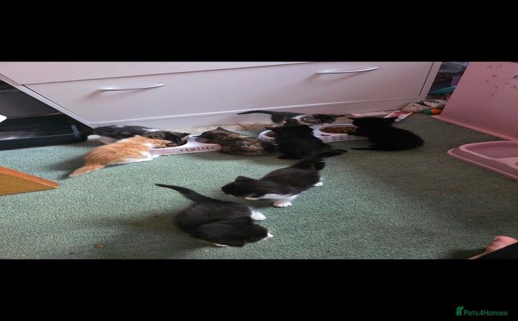 Mixed Breed cats - Advert 3