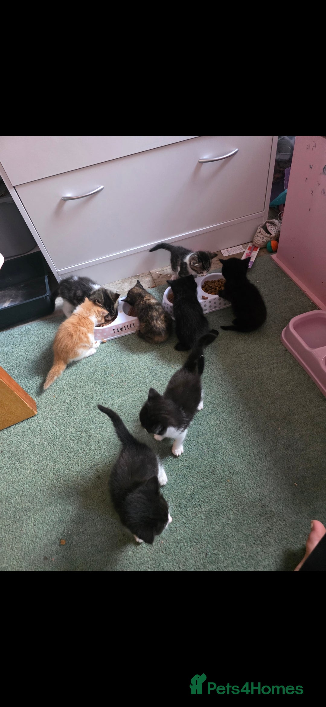 Mixed Breed cats for sale: Mixed breed kittens  - Image 1
