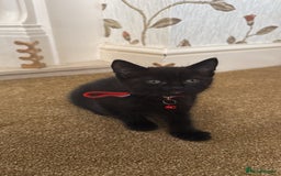 British Shorthair cats for sale: Beautiful kittens for sale - Image 3