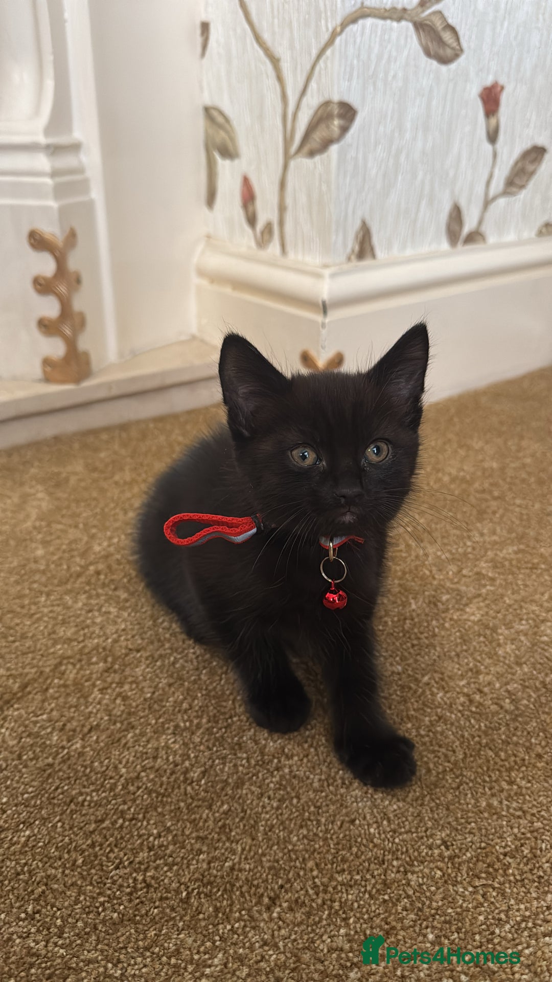 British Shorthair cats for sale: Beautiful kittens for sale - Image 3