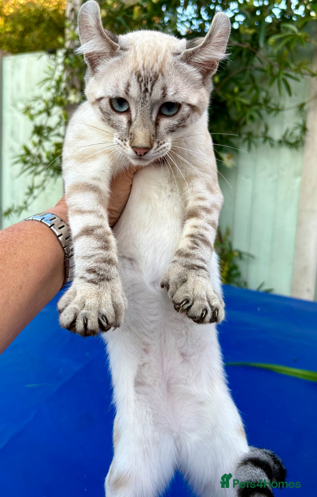 Keetso cats for sale: Wild looking polydactyl curled eared snow leopard  - Image 34