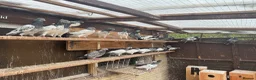 Pigeons birds for sale: Pakistani high flyers for sale  - Advert 2