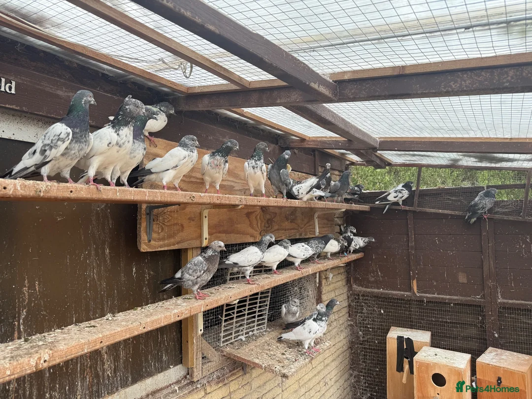 Pigeons birds for sale: Pakistani high flyers for sale  - Advert 2