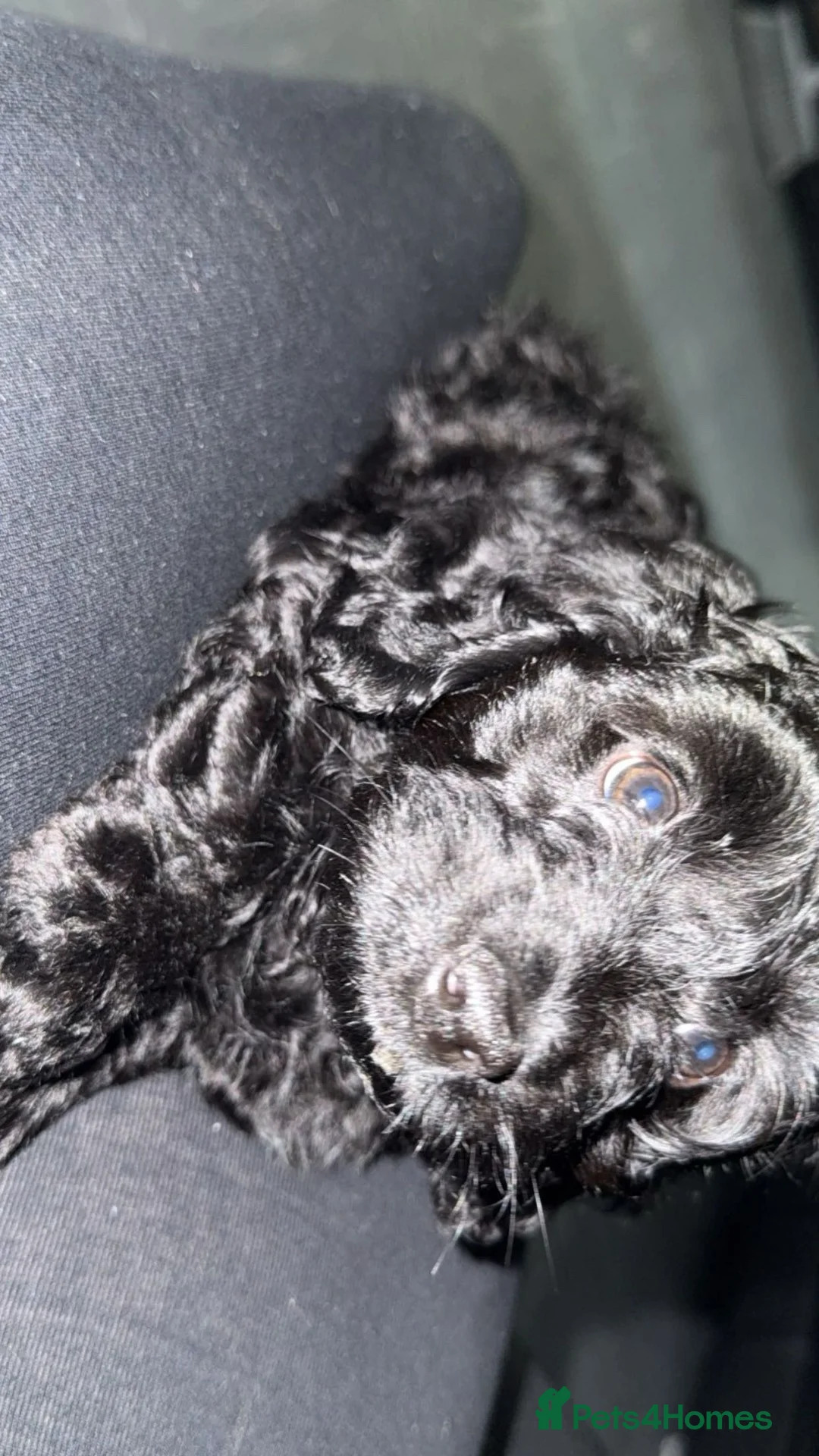 Doxiepoo dogs for sale: Male doxipoo - Advert 2