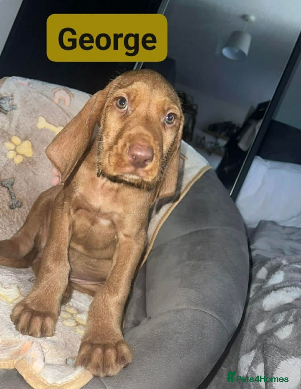 Hungarian Vizsla dogs Extra Ordinary Beautiful Hungarian Vizsla - Advert 5