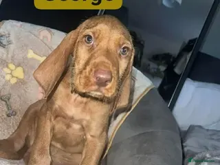 Hungarian Vizsla dogs Extra Ordinary Beautiful Hungarian Vizsla - Advert 5