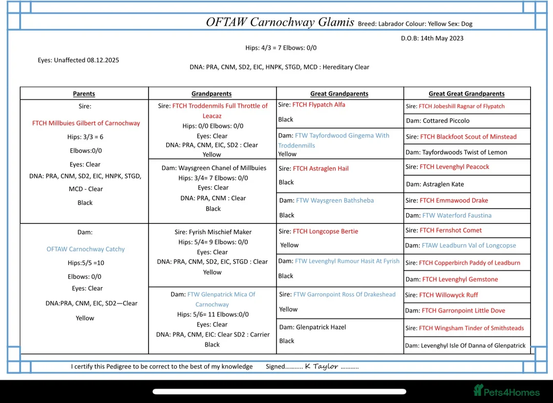Labrador Retriever dogs for stud: OFTAW Carnochway Glamis  - Advert 12