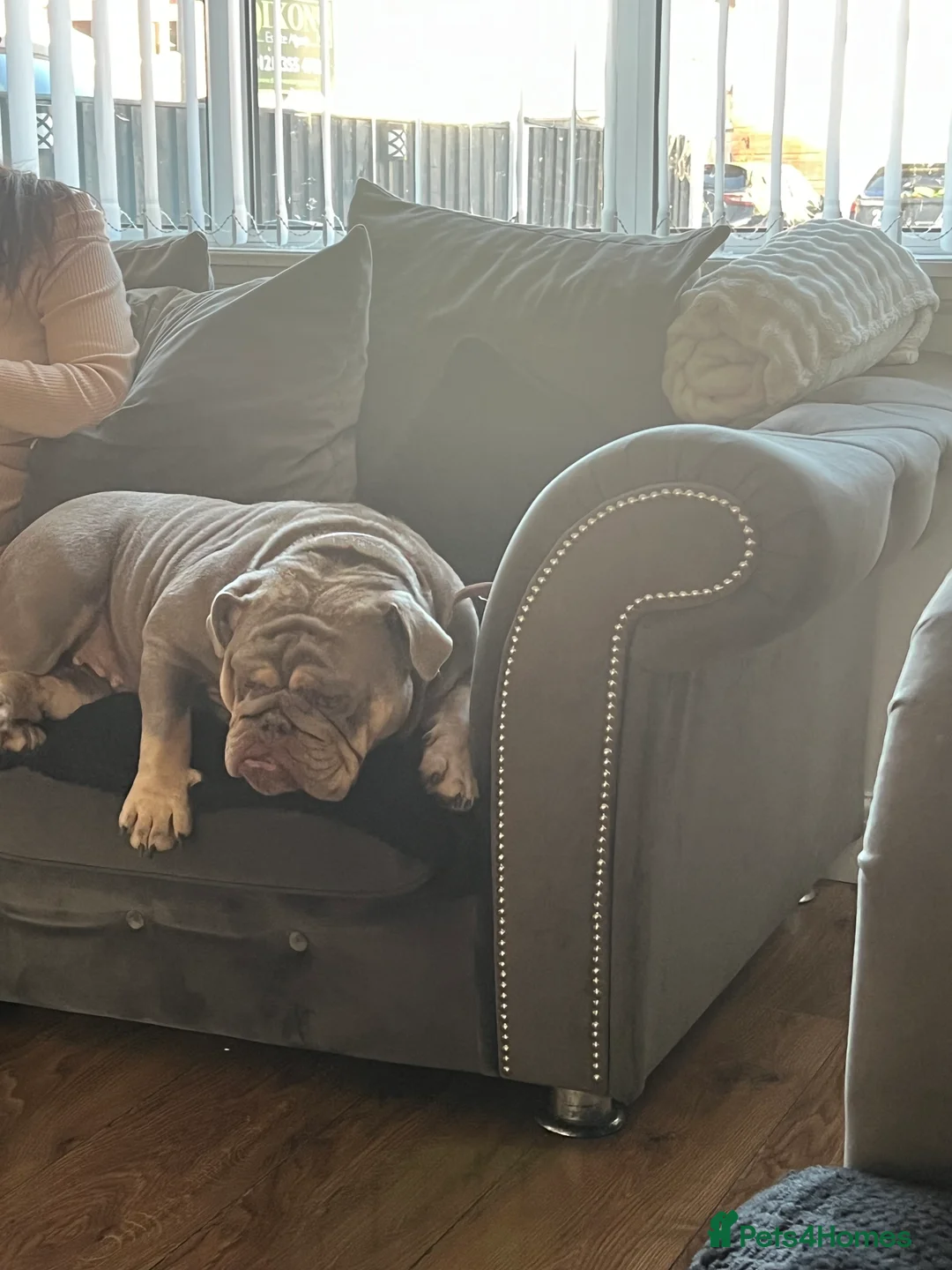 English Bulldog dogs for sale: English bulldog girl  - Advert 3