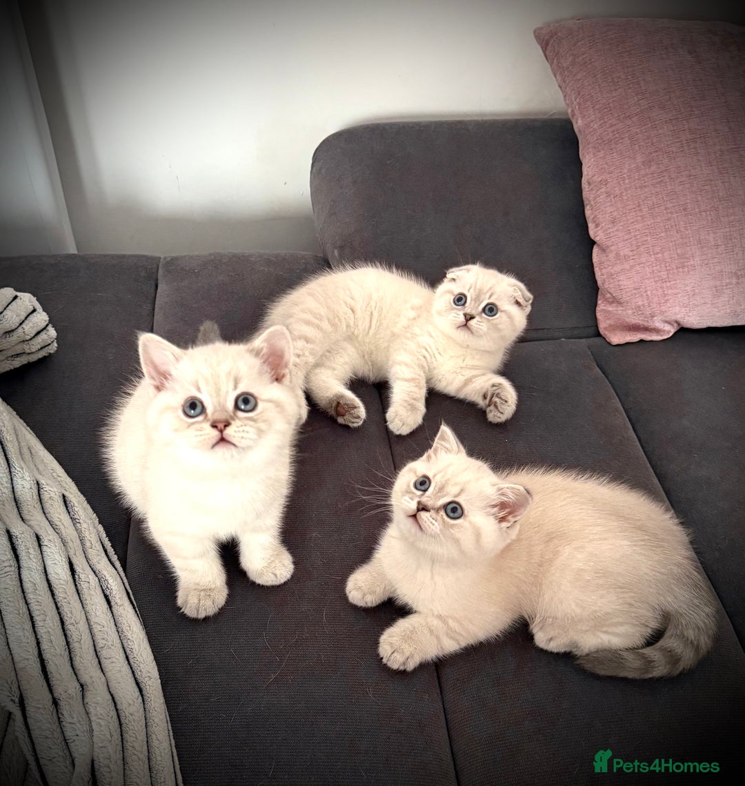 Scottish Fold cats for sale: 😻Stunning Pure breed Scottish fold kittens 😻 - Advert 14
