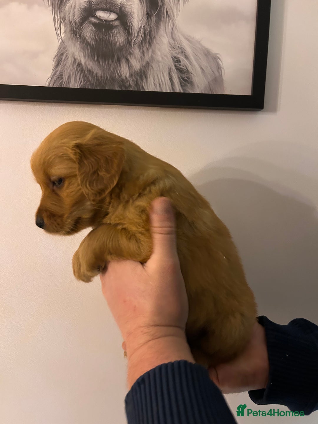 Golden Retriever dogs for sale: Dark Working Golden Retriever puppies - Advert 22