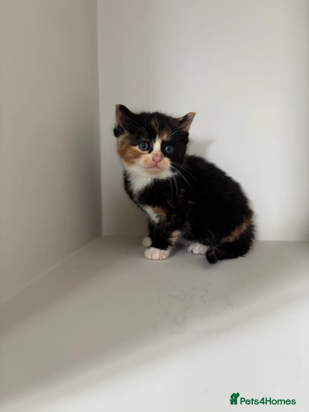 Ragdoll cats for sale: Kittens  - Advert 2