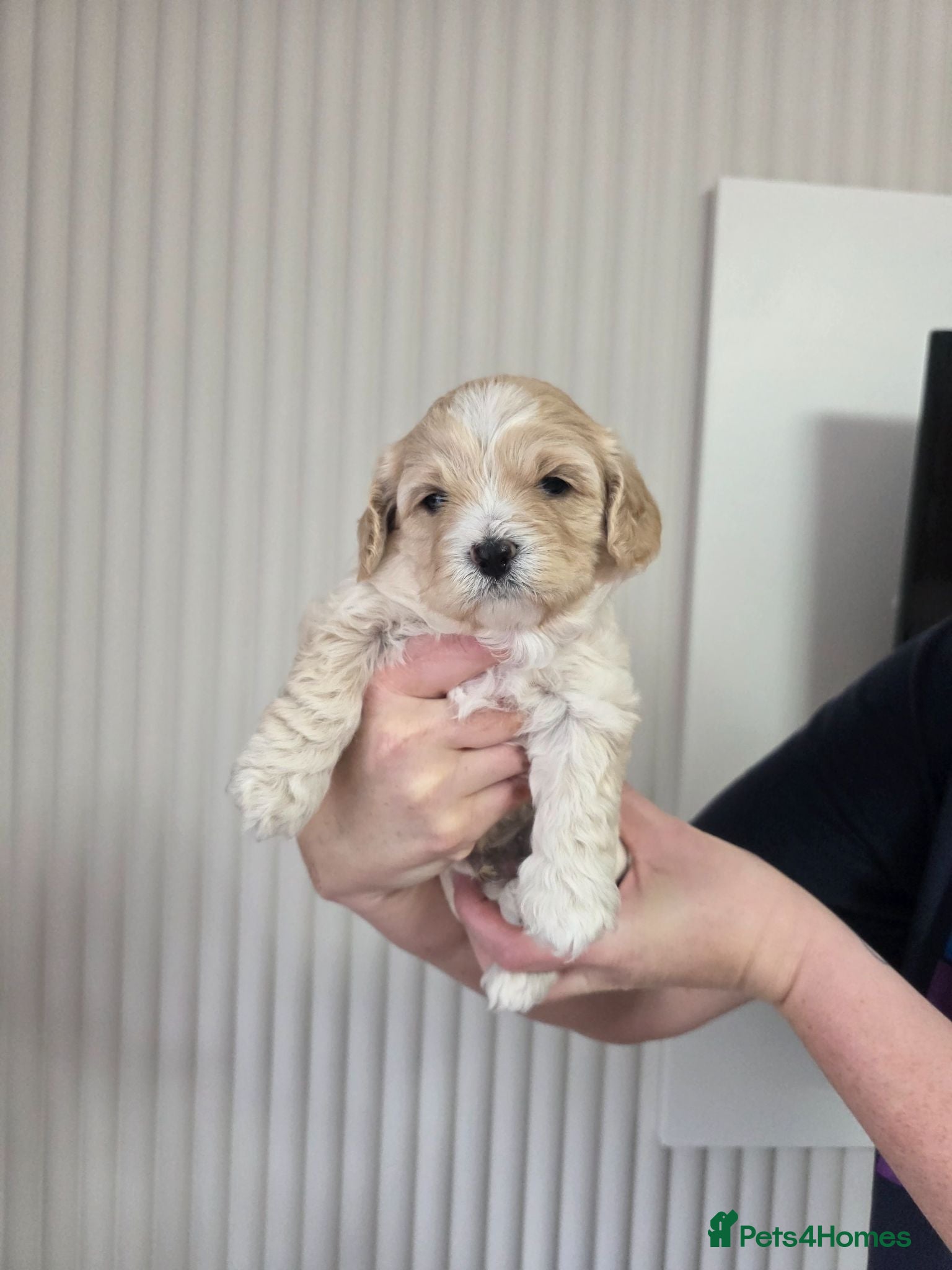 Mixed Breed dogs 2 beautiful pups for sale - Advert 8