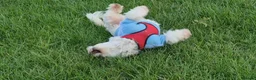 Maltese dogs for sale: Maltese dogs - Advert 4