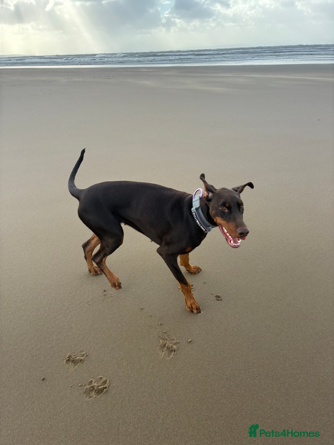 Dobermann dogs for sale: Doberman - Image 4