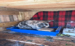 Lionhead rabbits for sale: Rabbit for sale  - Image 6