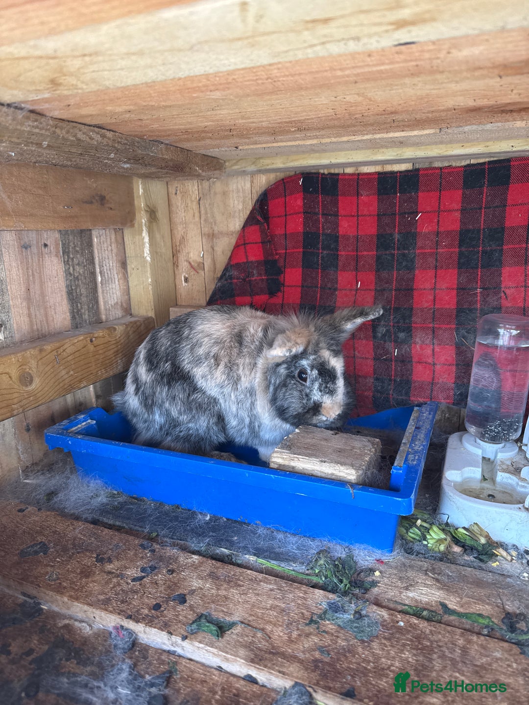 Lionhead rabbits for sale: Rabbit for sale  - Image 6