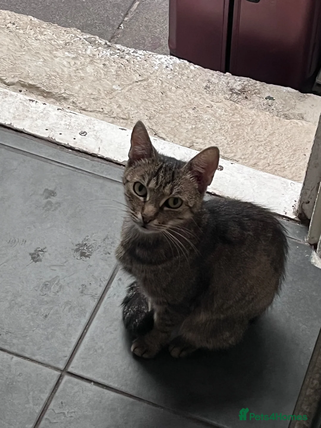 Mixed Breed cats for sale: 2 male kittens  in Nottingham - Advert 10