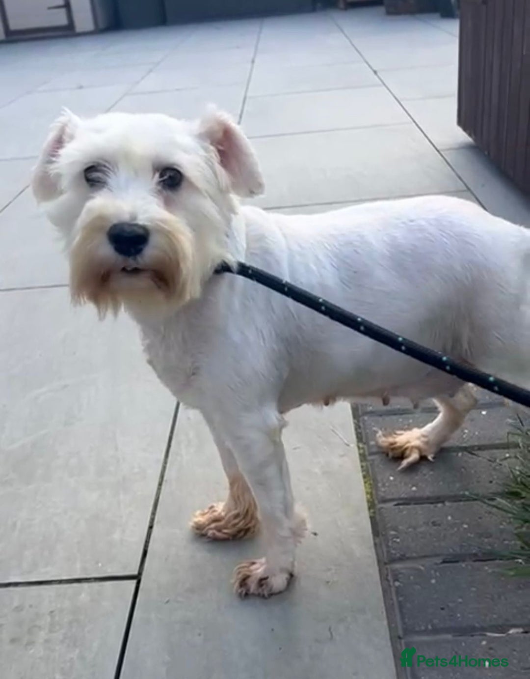 Miniature Schnauzer dogs for sale: Miniature Shchnauzer girl looking new home - Image 2