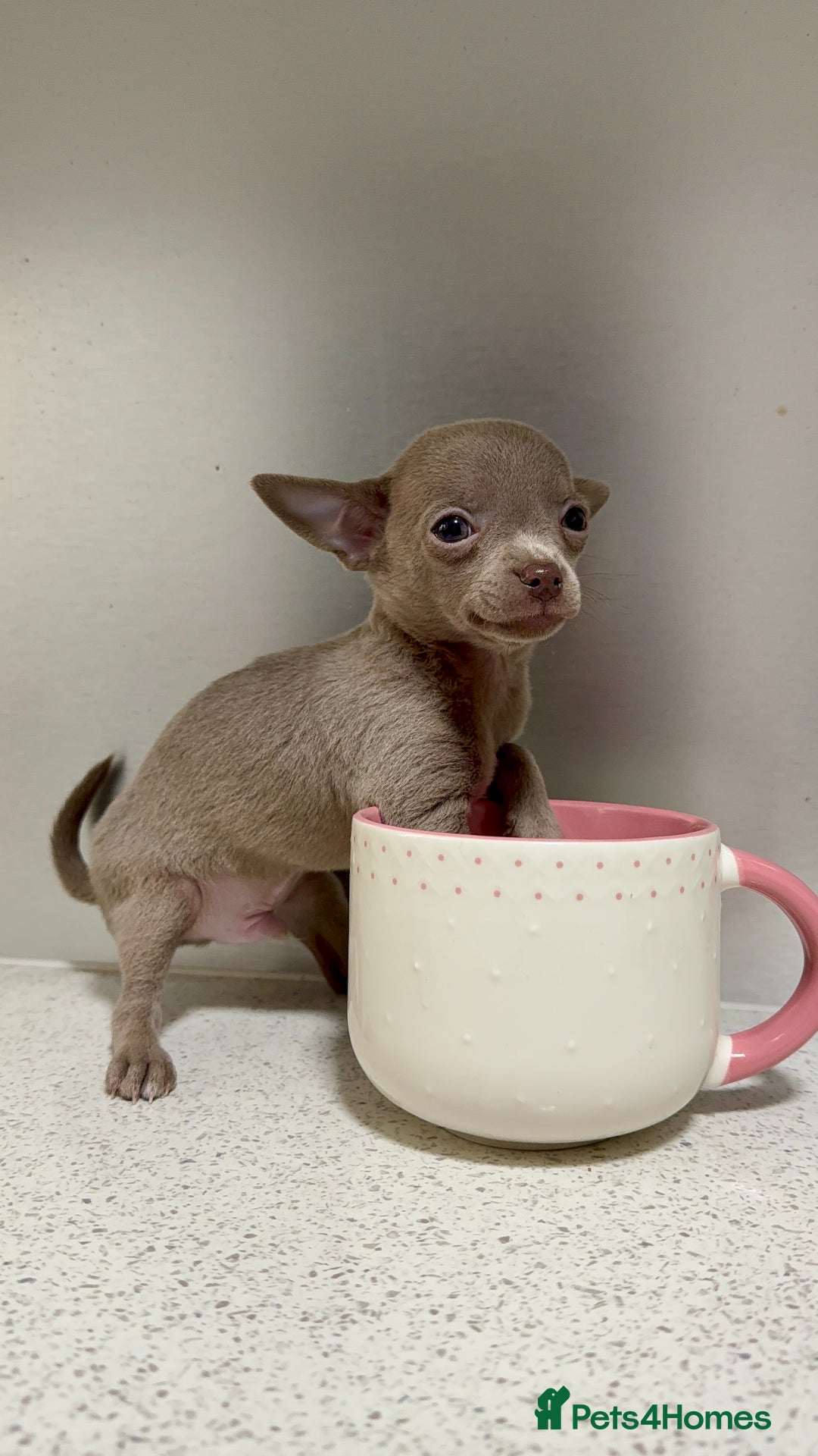 Chihuahua dogs for sale: Three Boy Chihuahuas | Lilac & Blue | Ready - Advert 14